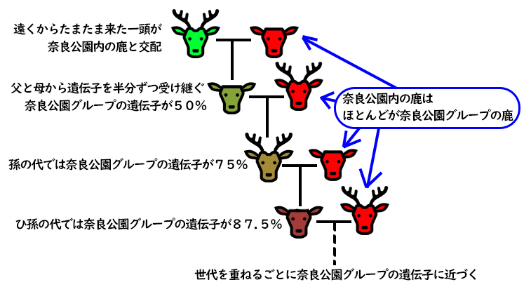 遠くから稀に来る鹿による混血の影響は小さい