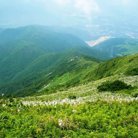 動植物の宝庫伊吹山