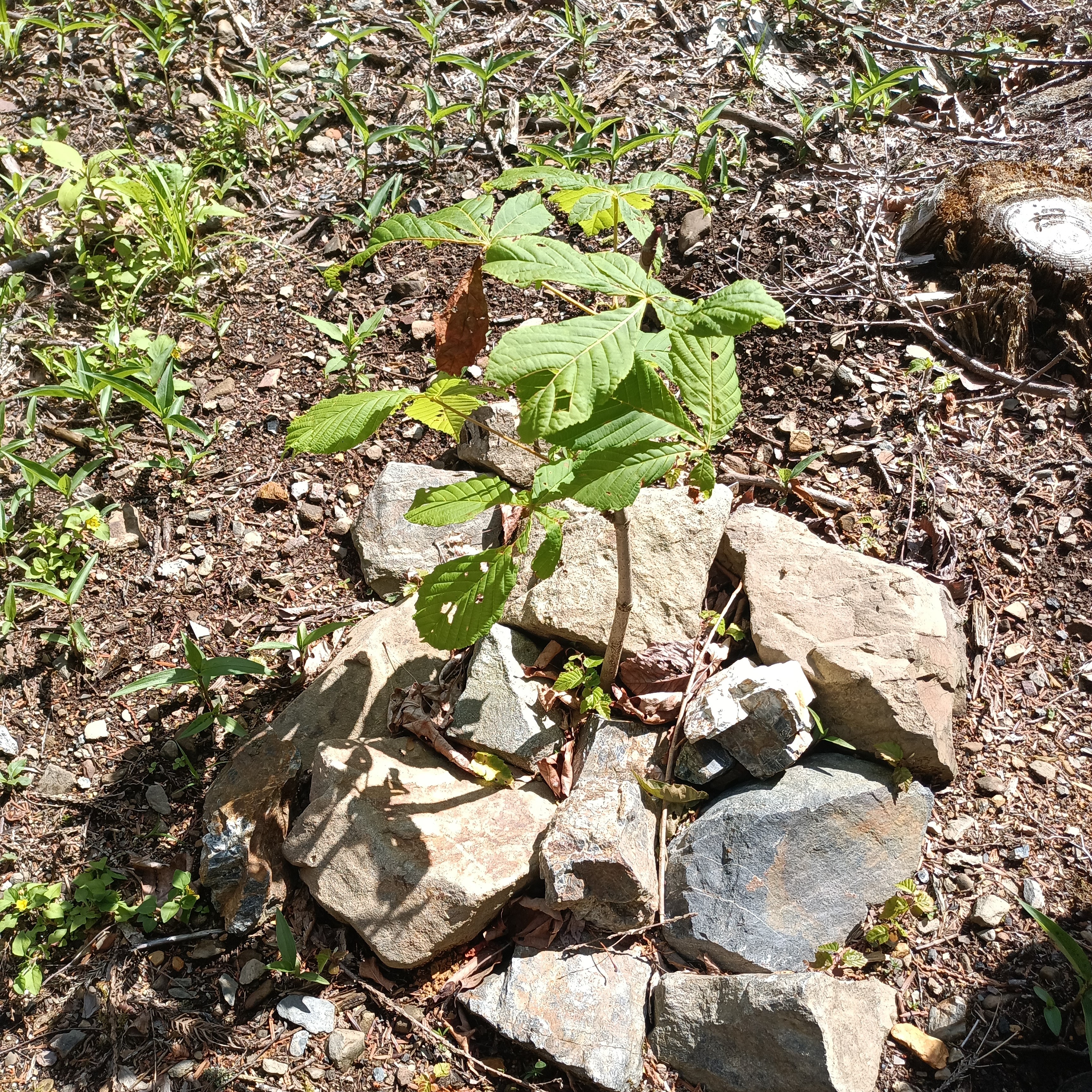 植樹された苗