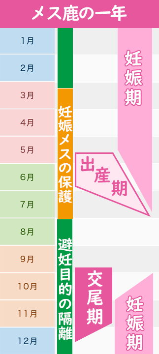 メス鹿の隔離スケジュール